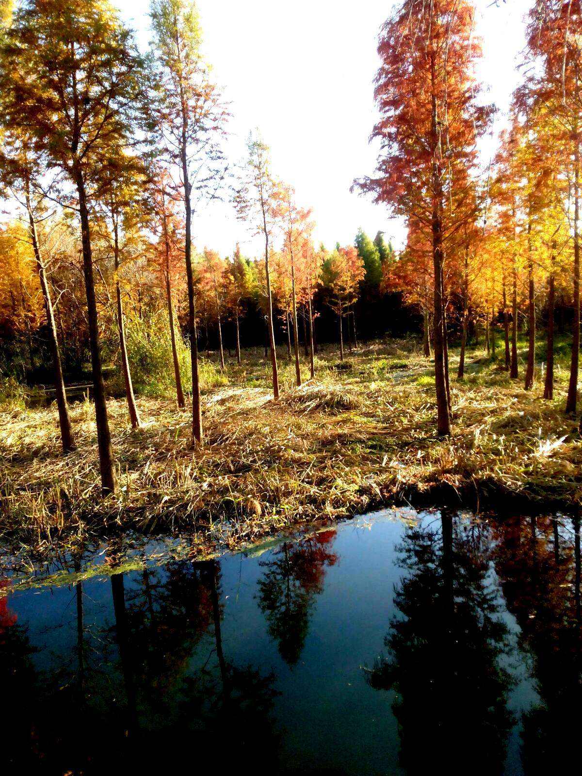 百聽不厭 時尚炫酷——最受歡迎的鈴聲歌曲TOP5